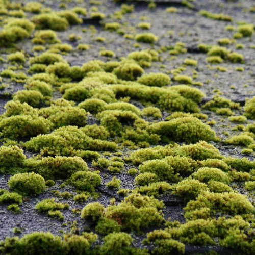 moss-5098446_1920